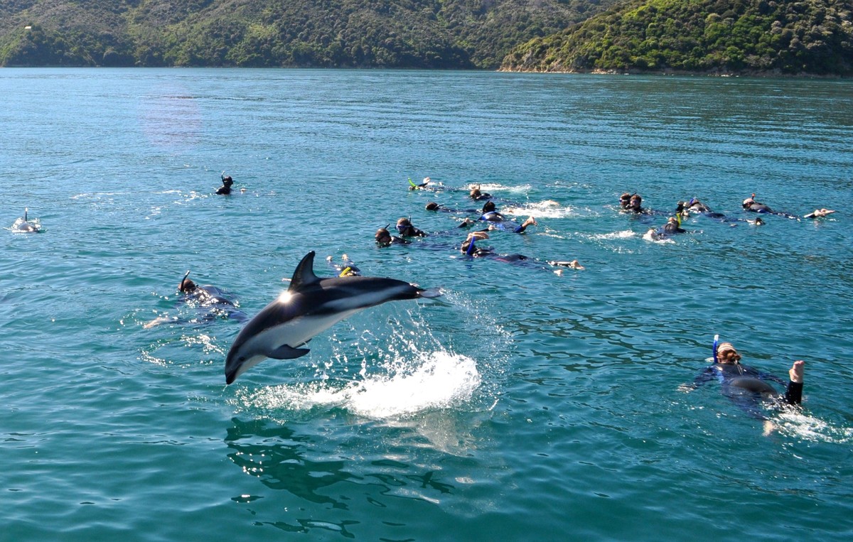 新西兰岛屿湾和海豚一起游泳